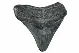 Juvenile Megalodon Tooth - South Carolina #273855-1